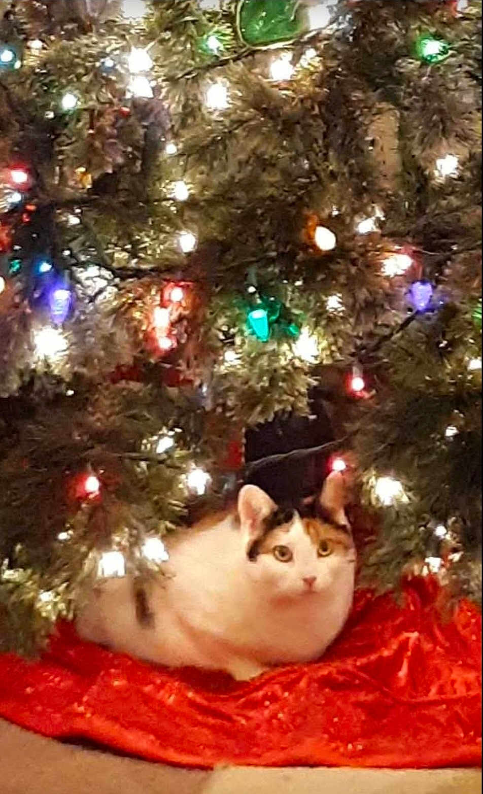 Callie