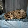 cat, sleeping, fluffy, indoor, cozy, brown_cat, resting, feline, pet, woven_surface, quiet, calm, cute, animal, fur, close_up, relaxed, home, soft_light, peaceful