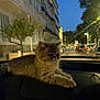 Lèzia a rejoint le concours — aidez-le/la à gagner de superbes lots ! cat, fluffy, dashboard, car, night, street, urban, lights, tree, building, window, reflection, pet, animal, feline, portrait, relaxed, domestic, outside, vehicle