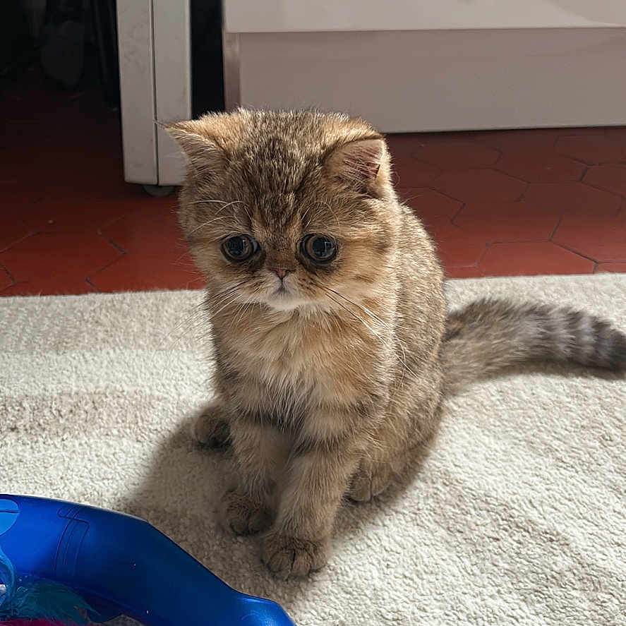 Lèzia participe au concours pour gagner de l'argent avec cette photo : adorable, animal, blue, brown, carpet, cat, cute, eyes, feathers, feline, fur, indoor, kitten, pet, playful, sitting, small, striped, toy, young