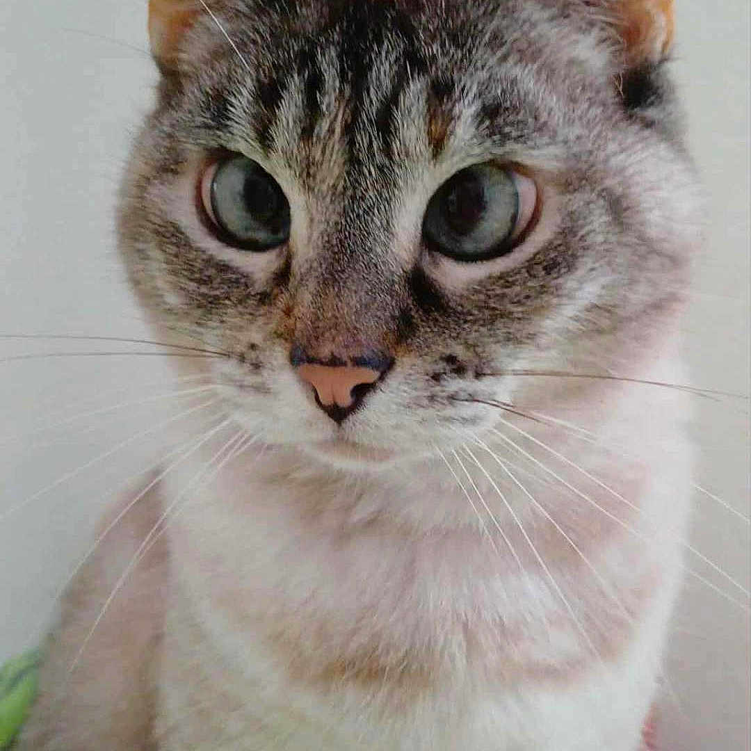 Lalala a rejoint le concours — aidez-le/la à gagner de superbes lots ! animal, background, cat, close_up, cute, domestic, ears, eyes, face, feline, fur, indoor, looking, mammal, pet, portrait, sitting, soft_light, tabby, whiskers