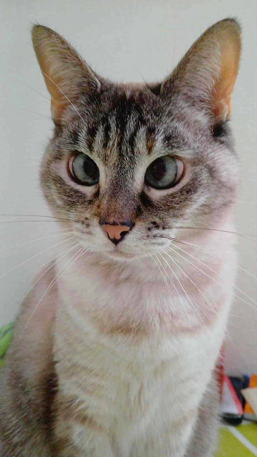 Lalala a rejoint le concours — aidez-le/la à gagner de superbes lots ! animal, background, cat, close_up, cute, domestic, ears, eyes, face, feline, fur, indoor, looking, mammal, pet, portrait, sitting, soft_light, tabby, whiskers