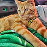 animal, cat, closeup, collar, cozy, cute, domestic_animal, eyes, feline, focus, fur, green_blanket, indoor, laying_down, orange_tabby, pet, portrait, relaxed, soft_texture, whiskers