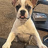Pearl joined the competition — help win amazing prizes! dog, puppy, ears, tongue, couch, carpet, living_room, table, book, pet, animal, cute, indoor, fur, brown, white, curious, front_legs, resting, looking