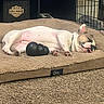 Pearl joined the competition — help win amazing prizes! dog, sleeping, tongue_out, dog_bed, toy, indoor, carpet, pet, resting, cozy, brown, white, chew_toy, harley_davidson, furniture, cage, collar, relaxed, paw, animal