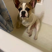 Pearl joined the competition — help win amazing prizes! dog, french_bulldog, bathtub, bathroom, wet, pet, sitting, curtain, shower_curtain, tile_floor, bottle, vaseline, white, brown, ears, face, paw, water, indoor, confused