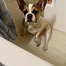 dog, french_bulldog, bathtub, bathroom, wet, pet, sitting, curtain, shower_curtain, tile_floor, bottle, vaseline, white, brown, ears, face, paw, water, indoor, confused