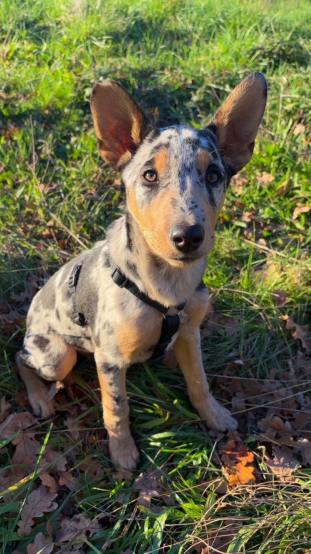 Akaza participe au concours pour gagner de l'argent avec cette photo : dog, puppy, blue_merle, spotted_coat, large_ears, harness, grass, outdoors, sunlight, portrait, sitting, attentive, brown_eyes, muzzle, nature, leaves, ground, autumn, cute, pet