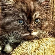 Lucy joined the competition — help win amazing prizes! animal, blanket, cat, close_up, curious, cute, eyes, feline, fluffy, fur, indoor, kitten, mammal, pet, portrait, resting, soft, texture, whiskers, young