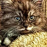 kitten, cat, close_up, fluffy, fur, eyes, whiskers, pet, animal, cute, indoor, soft, texture, blanket, resting, young, mammal, feline, portrait, curious