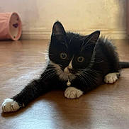 Moka a rejoint le concours — aidez-le/la à gagner de superbes lots ! kitten, cat, black_and_white, pet, indoor, floor, collar, bell, whiskers, curious, young, playful, animal, feline, cute, small, tunnel_toy, wooden_floor, resting, wide_eyes