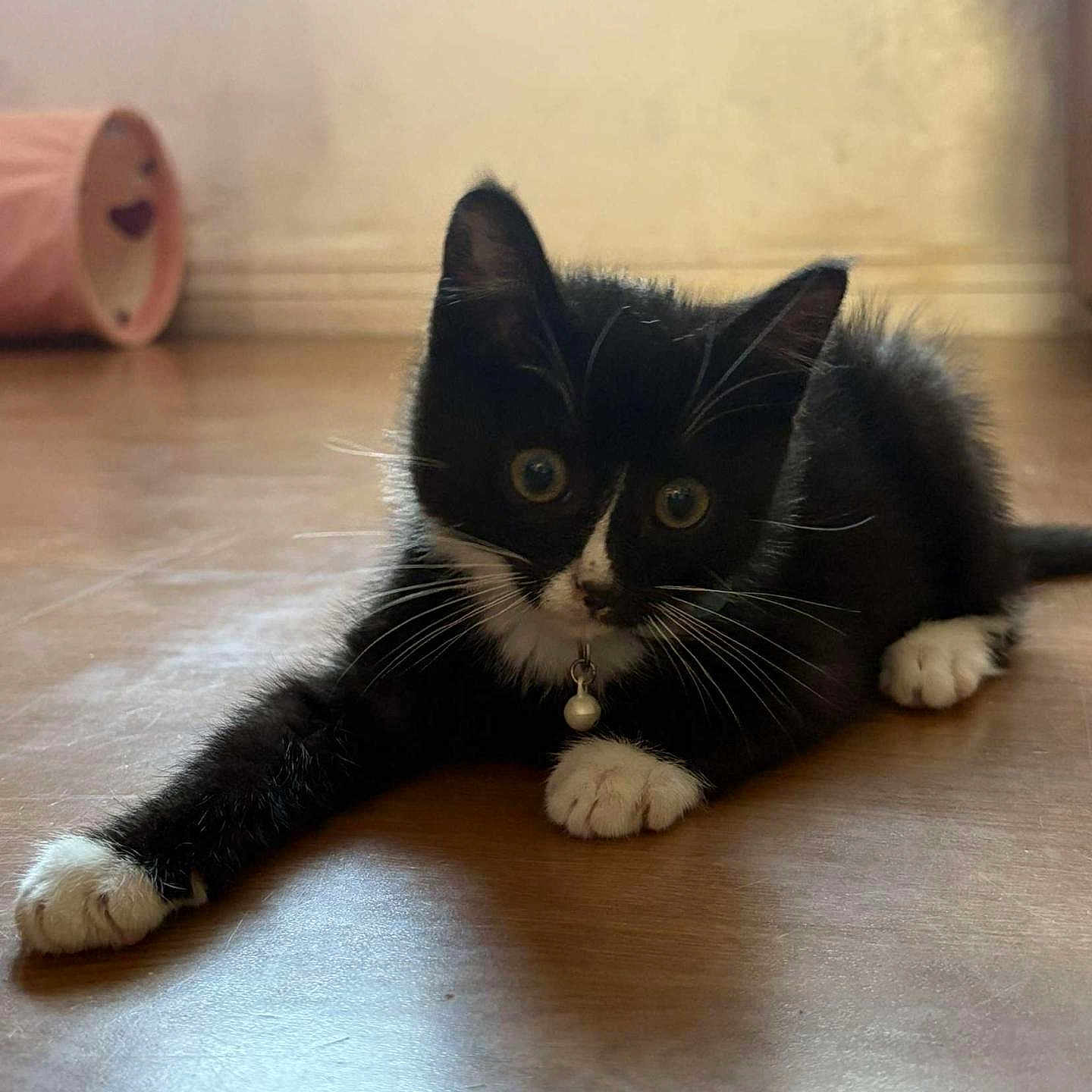 Moka a rejoint le concours — aidez-le/la à gagner de superbes lots ! animal, bell, black_and_white, cat, collar, curious, cute, feline, floor, indoor, kitten, pet, playful, resting, small, tunnel_toy, whiskers, wide_eyes, wooden_floor, young