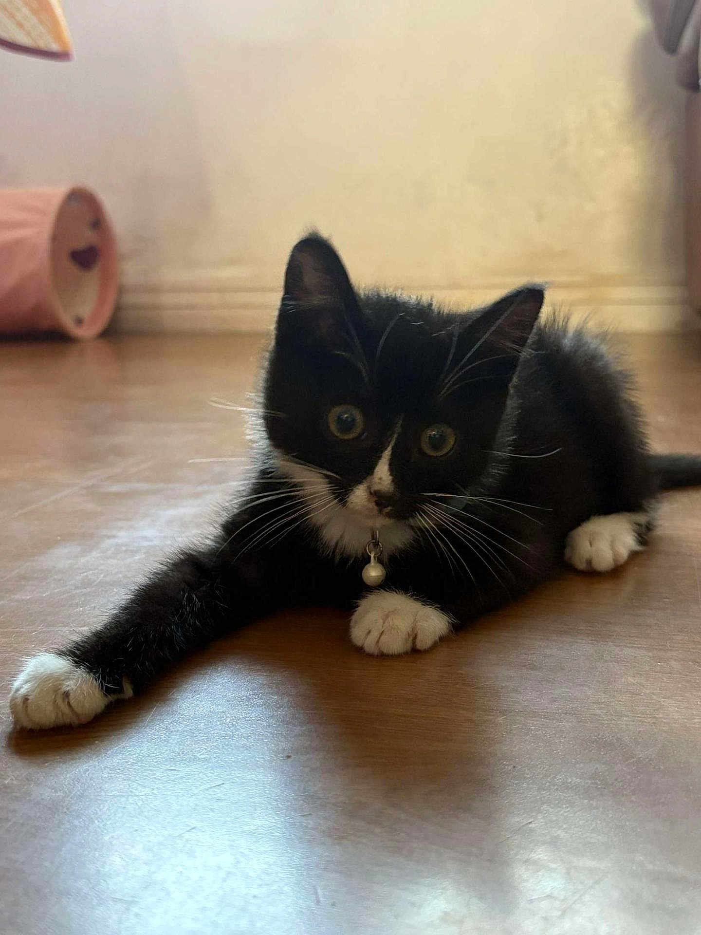 Moka a rejoint le concours — aidez-le/la à gagner de superbes lots ! kitten, cat, black_and_white, pet, indoor, floor, collar, bell, whiskers, curious, young, playful, animal, feline, cute, small, tunnel_toy, wooden_floor, resting, wide_eyes