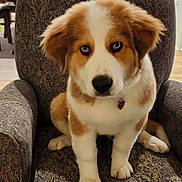 Elsie is registered to the contest to win money with this photo: puppy, dog, blue_eyes, armchair, indoor, pet, furniture, brown_and_white, kitchen, dining_room, collar, cute, young_dog, fur, looking_at_camera, domestic_animal, household, floor, wooden_chair, patterned_fabric