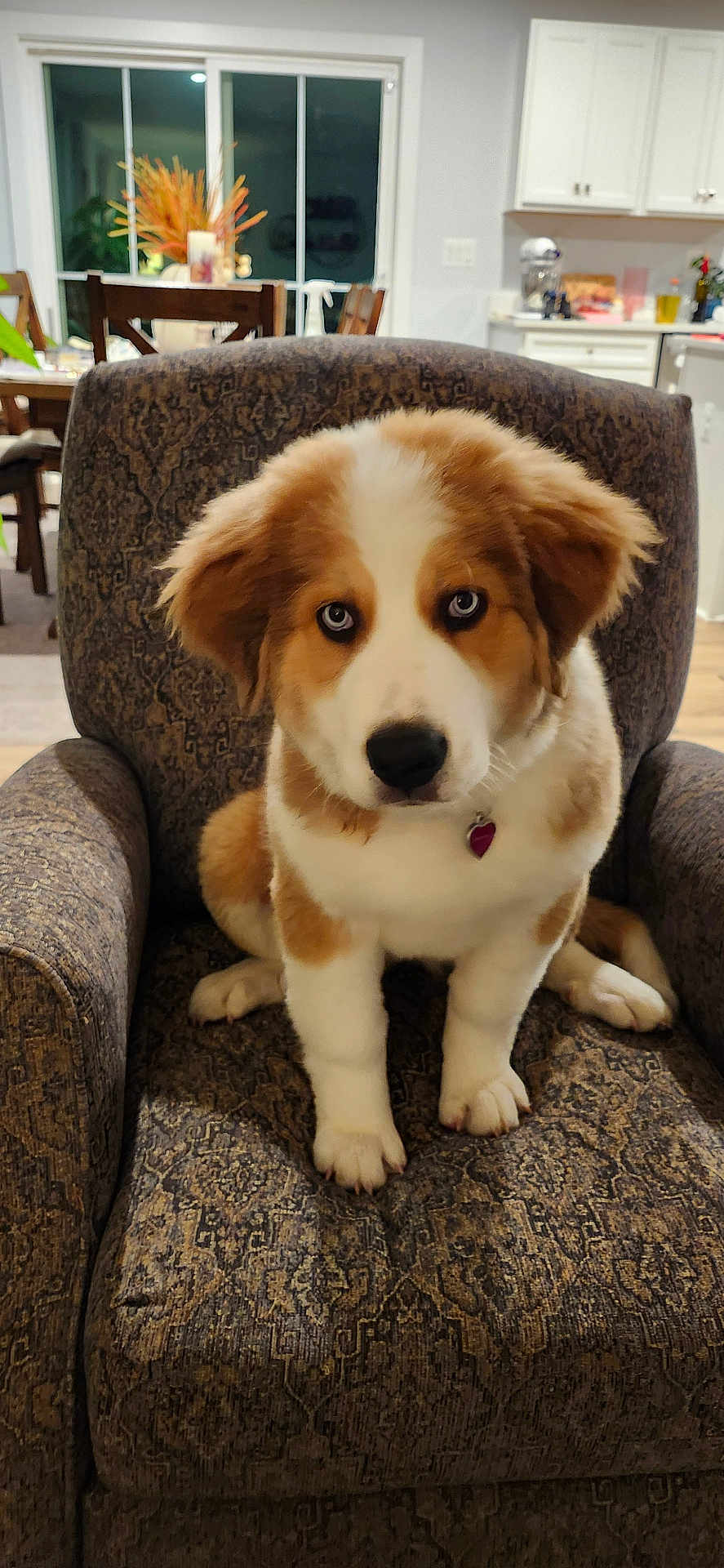 Elsie is registered to the contest to win money with this photo: puppy, dog, blue_eyes, armchair, indoor, pet, furniture, brown_and_white, kitchen, dining_room, collar, cute, young_dog, fur, looking_at_camera, domestic_animal, household, floor, wooden_chair, patterned_fabric
