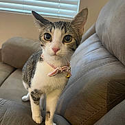 Daisy joined the competition — help win amazing prizes! animal, bell, blinds, bow, cat, collar, couch, cute, fur, green_eyes, indoors, kitten, living_room, pet, portrait, sofa, standing, tabby, white_fur, window