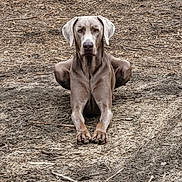 Atlas is registered to the contest to win money with this photo: dog, canine, lying_down, earth, dry_ground, outdoor, animal, pet, brown, ears, alert, nature, portrait, muzzle, four_legs, paw, fur, snout, watchful, resting