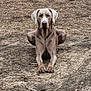 dog, canine, lying_down, earth, dry_ground, outdoor, animal, pet, brown, ears, alert, nature, portrait, muzzle, four_legs, paw, fur, snout, watchful, resting