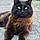 Bagheera
