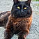 Bagheera