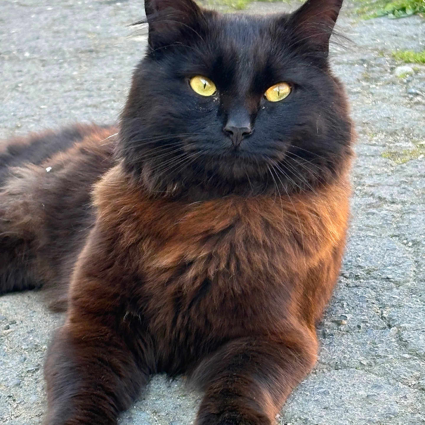 Bagheera a rejoint le concours — aidez-le/la à gagner de superbes lots ! cat, animal, fluffy, black_cat, yellow_eyes, outdoor, stone_pavement, pet, feline, closeup, portrait, resting, curious, whiskers, ears, fur, mammal, relaxed, nature, daylight