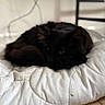 black_cat, cat, pet, animal, feline, indoor, resting, sleeping, quilt, white_bedding, wooden_floor, cozy, fur, domestic_cat, relaxed, close_up, home, quiet, shadow, chair