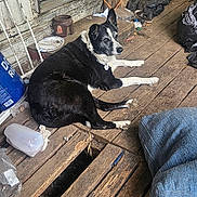 April joined the competition — help win amazing prizes! blanket, bowl, bucket, collar, cushion, debris, dog, dog_face, door, extension_cord, hole_in_floor, lying_down, mop_handle, outdoor, pet_tag, porch, relaxed, trash_bag, wooden_floor, worn_wood