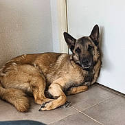 Phénix a rejoint le concours — aidez-le/la à gagner de superbes lots ! dog, german_shepherd, lying_down, floor, tile, door, indoor, pet, canine, resting, fur, ears, looking_at_camera, animal, companion, calm, brown, black, medium_size, domestic