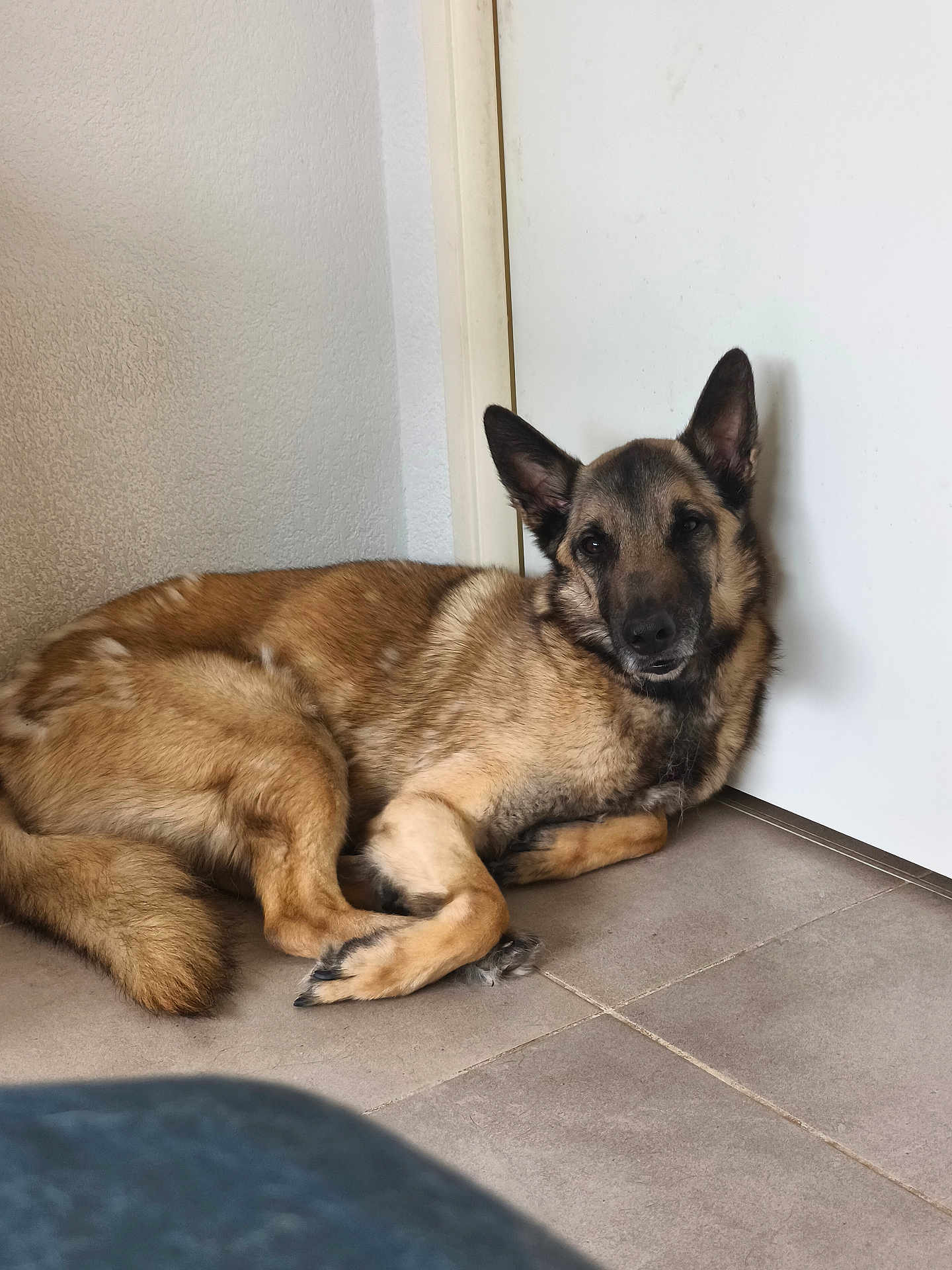 Phénix a rejoint le concours — aidez-le/la à gagner de superbes lots ! dog, german_shepherd, lying_down, floor, tile, door, indoor, pet, canine, resting, fur, ears, looking_at_camera, animal, companion, calm, brown, black, medium_size, domestic