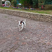Spooky a rejoint le concours — aidez-le/la à gagner de superbes lots ! animal, daylight, decorative_structure, dog, flowers, fur, garden, grass, greenery, leaf, nature, outdoor, pavement, pet, plants, shrub, small_dog, stone_path, tree, walk