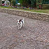animal, daylight, decorative_structure, dog, flowers, fur, garden, grass, greenery, leaf, nature, outdoor, pavement, pet, plants, shrub, small_dog, stone_path, tree, walk