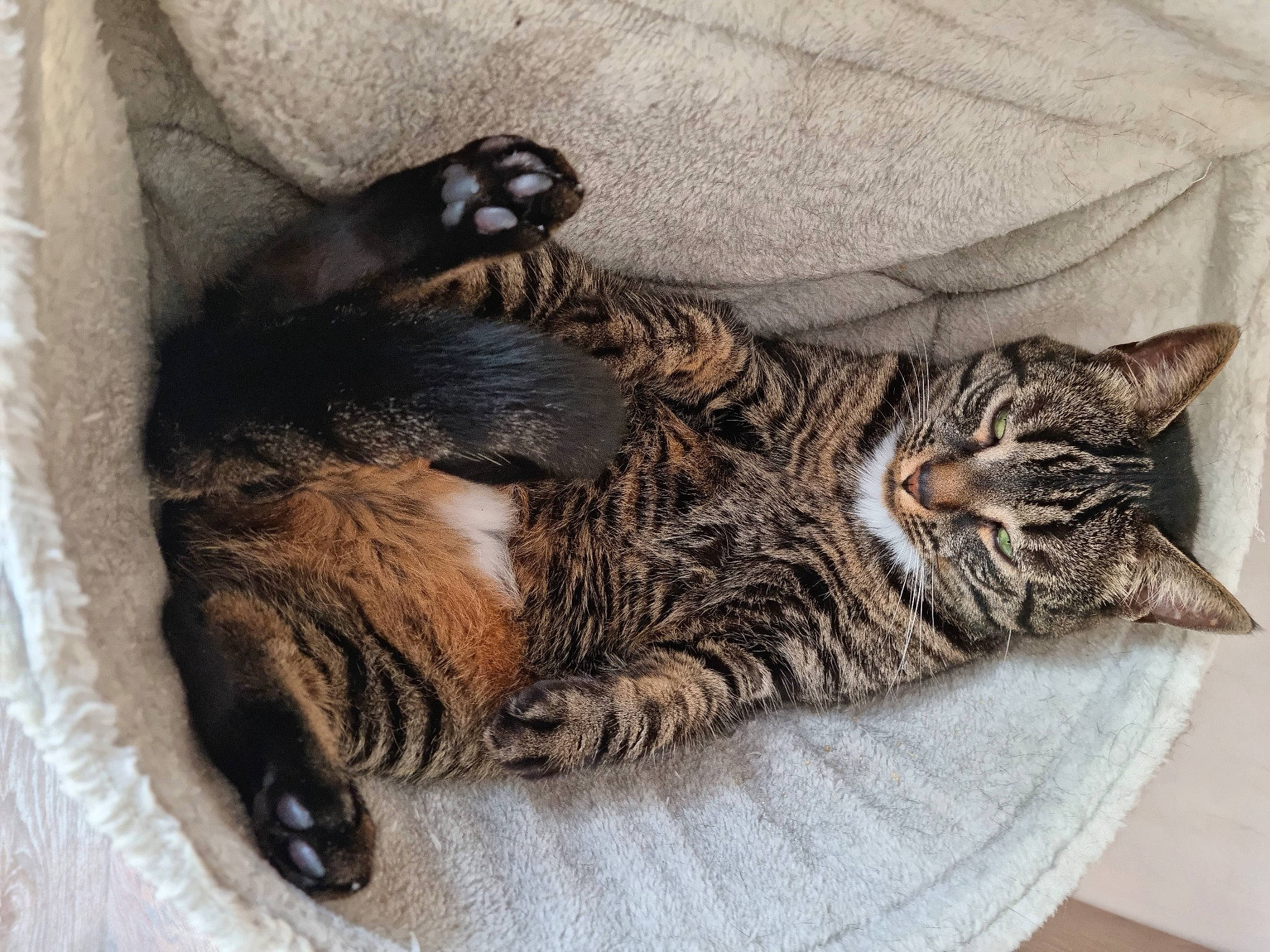 Aaron a rejoint le concours — aidez-le/la à gagner de superbes lots ! carnivore, cat, cat_bed, claw, comfort, domestic_short_haired_cat, felidae, foot, fur, grey, mammal, nap, paw, sleep, small_to_medium_sized_cats, snout, tail, terrestrial_animal, vertebrate, whiskers