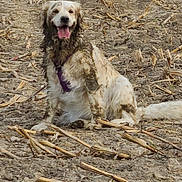 Rubie a rejoint le concours — aidez-le/la à gagner de superbes lots ! dog, canine, pet, sitting, outdoor, field, farmland, harvested_field, dirt, muddy, straw, stubble, happy, smiling, open_mouth, tongue, floppy_ears, long_fur, white_fur, brown_markings