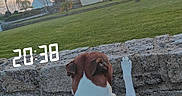 Kais participe au concours pour gagner de l'argent avec cette photo : dog, brown_dog, white_dog, boxer, harness, red_harness, standing, outdoors, stone_wall, brick_wall, grass, park, houses, village, palm_tree, sunset, evening, sky, landscape, timestamp