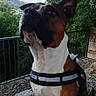 Kais a rejoint le concours — aidez-le/la à gagner de superbes lots ! dog, boxer, pet, animal, sitting, harness, outdoor, rocky_ground, mountainside, trees, nature, scenic, overlook, railing, brown_and_white, short_hair, upright_ears, portrait, vertical_photo, alert