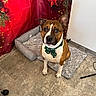 Kais a rejoint le concours — aidez-le/la à gagner de superbes lots ! dog, pet, canine, portrait, sitting, bow_tie, christmas, holiday, festive, brown_and_white, short_hair, pointed_ears, collar, dog_bed, rug, indoor, floor, tile, decorations, alert