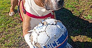 Kais participe au concours pour gagner de l'argent avec cette photo : animal, ball, brown_and_white, canine, dog, field, grass, mud, outdoors, park, pet, playful, portrait, red_harness, sitting, soccer_ball, sport, summer, sunlight, trees