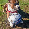 dog, canine, brown_and_white, sitting, outdoors, grass, park, soccer_ball, ball, red_harness, pet, animal, portrait, sunlight, mud, field, trees, playful, sport, summer
