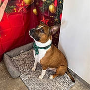 Kais participe au concours pour gagner de l'argent avec cette photo : dog, boxer, pet, christmas, holiday, festive, bow_tie, dog_bed, sitting, portrait, brown_and_white, white_chest, floppy_ears, collar, ornaments, christmas_tree, red_background, indoor, floor, home_decor