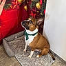 dog, boxer, pet, christmas, holiday, festive, bow_tie, dog_bed, sitting, portrait, brown_and_white, white_chest, floppy_ears, collar, ornaments, christmas_tree, red_background, indoor, floor, home_decor
