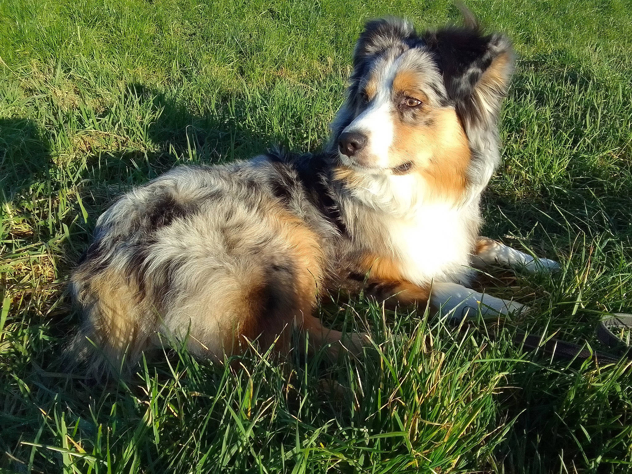 Oslo a rejoint le concours — aidez-le/la à gagner de superbes lots ! carnivore, collie, companion_dog, dog, dog_breed, grass, herding_dog, plant, puppy, scotch_collie, sporting_group, terrestrial_animal, whiskers, working_dog