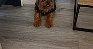 Baboune participe au concours pour gagner de l'argent avec cette photo : dog, small_dog, yorkshire_terrier, stretching, indoor, wooden_floor, black_leather_chair, table, pet, cute, tongue_out, fur, animal, home, floor, looking_up, domestic_animal, playful, companion, household