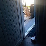 Baboune participe au concours pour gagner de l'argent avec cette photo : dog, dogs, porch, doorway, sunlight, shadow, floor, garden, outdoor, pet, companion, back_view, light_rays, home, quiet, peaceful, waiting, fence, greenery, wooden_door