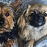Baboune a rejoint le concours — aidez-le/la à gagner de superbes lots ! dog, bed, bedding, fur, pet, animal, cute, cozy, resting, indoor, companion, two_dogs, brown_fur, black_fur, tan_fur, ears, eyes, portrait, lying_down, domestic_animal