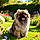 Chouby
