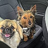 dog, pet, car_interior, backseat, fluffy_dog, small_dog, bandana, cute, animal, canine, fur, happy, portrait, indoor, seat, leather_seat, companion, friendly, looking_at_camera, domestic_animal