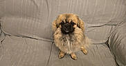 Chouby participe au concours pour gagner de l'argent avec cette photo : adorable, animal, beige, brown, canine, companion, couch, cute, dog, domestic, face, fluffy, fur, furniture, home, indoor, looking_at_camera, pet, sitting, small_dog