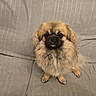 Chouby participe au concours pour gagner de l'argent avec cette photo : dog, pet, fluffy, sitting, couch, indoor, animal, fur, cute, companion, face, looking_at_camera, small_dog, domestic, home, canine, furniture, brown, beige, adorable
