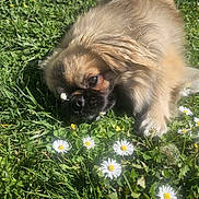 Chouby a rejoint le concours — aidez-le/la à gagner de superbes lots ! dog, grass, flower, daisy, outdoor, pet, nature, sunlight, fur, cute, animal, greenery, lying_down, summer, relaxation, small_dog, garden, daylight, close_up, adorable