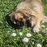 dog, grass, flower, daisy, outdoor, pet, nature, sunlight, fur, cute, animal, greenery, lying_down, summer, relaxation, small_dog, garden, daylight, close_up, adorable